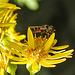 20230716 2066CPw [D~LIP] Jakobs-Greiskraut, Kleine Mistbiene (Syritta pipiens), Bad Salzuflen