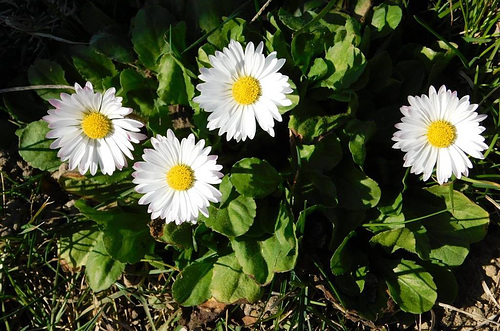 Pâquerettes du parc***************