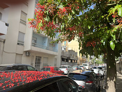 Brachychiton acerifolius, Illawara flame tree, Monte Gordo