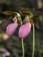 Cypripedium acaule (Pink Lady's-slipper orchid)