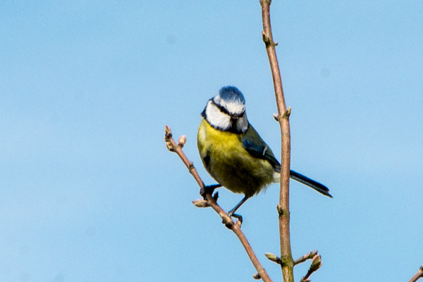 Blue Tit - DSB 0049-2