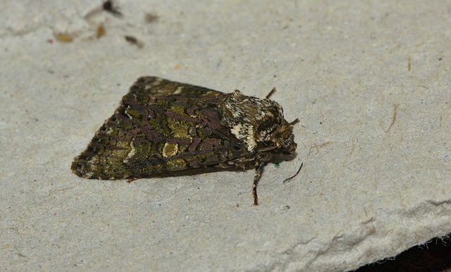 Moth IMG_1740