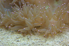 IMG_4105AnemoneNaturalHistoryMuseum