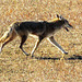 Plains Coyote (Canis latrans latrans) - Cathy Fromme Prairie  Natural Area; City of Fort Collins Natural Areas