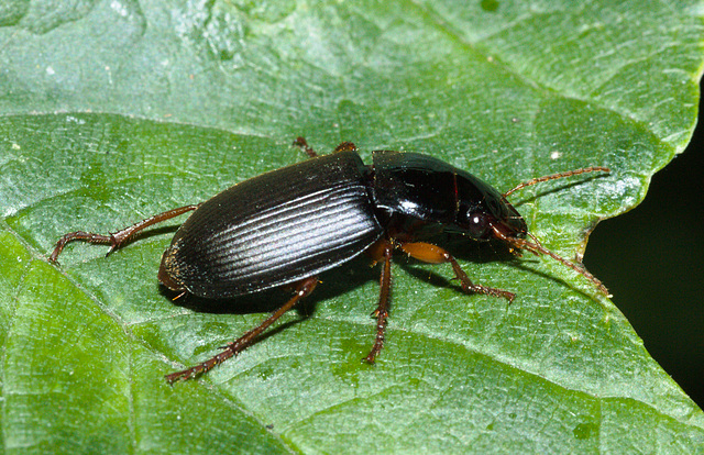 BeetleIMG 5564