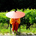 Ombre Chinoise dans les vignes