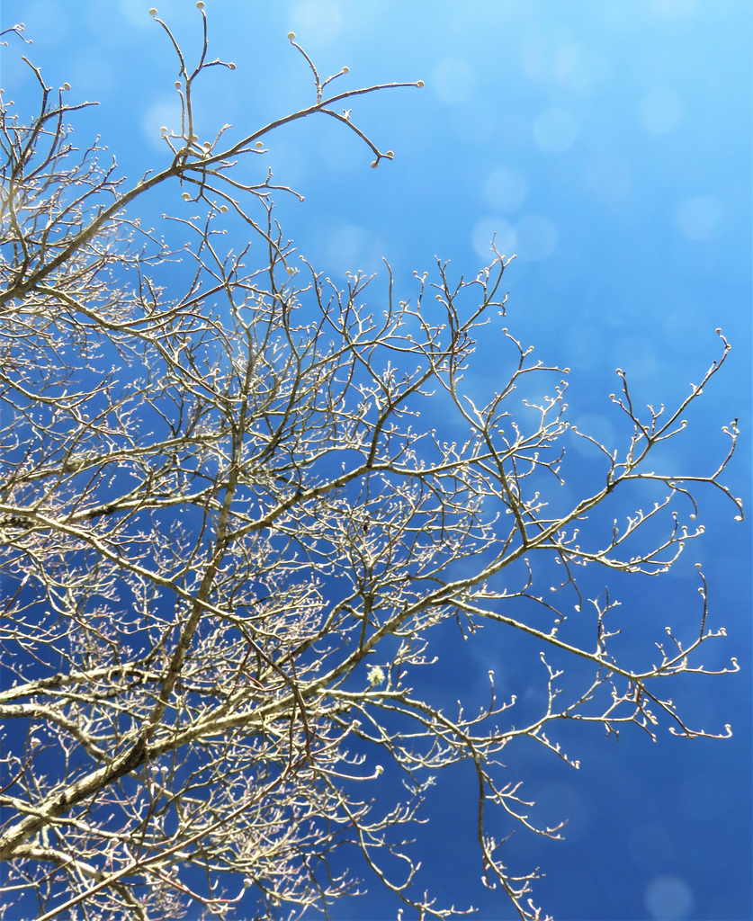 Winter - Spring Sky --