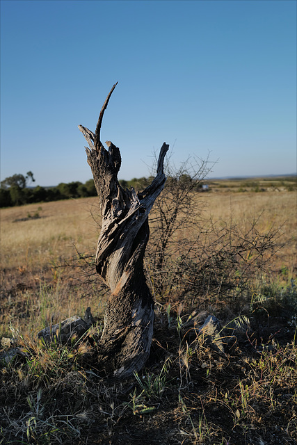 Almond tree, Penedos, The End