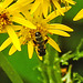 20230716 2068CPw [D~LIP] Jakobs-Greiskraut, Kleine Mistbiene (Syritta pipiens), Bad Salzuflen