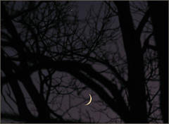 Luna and Venus up in a tree