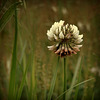 Trèfle blanc à haute tige, Tall white clover,  (Trifolium repens L.)