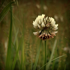 Trèfle blanc à haute tige, Tall white clover,  (Trifolium repens L.)