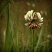 Trèfle blanc à haute tige, Tall white clover,  (Trifolium repens L.)