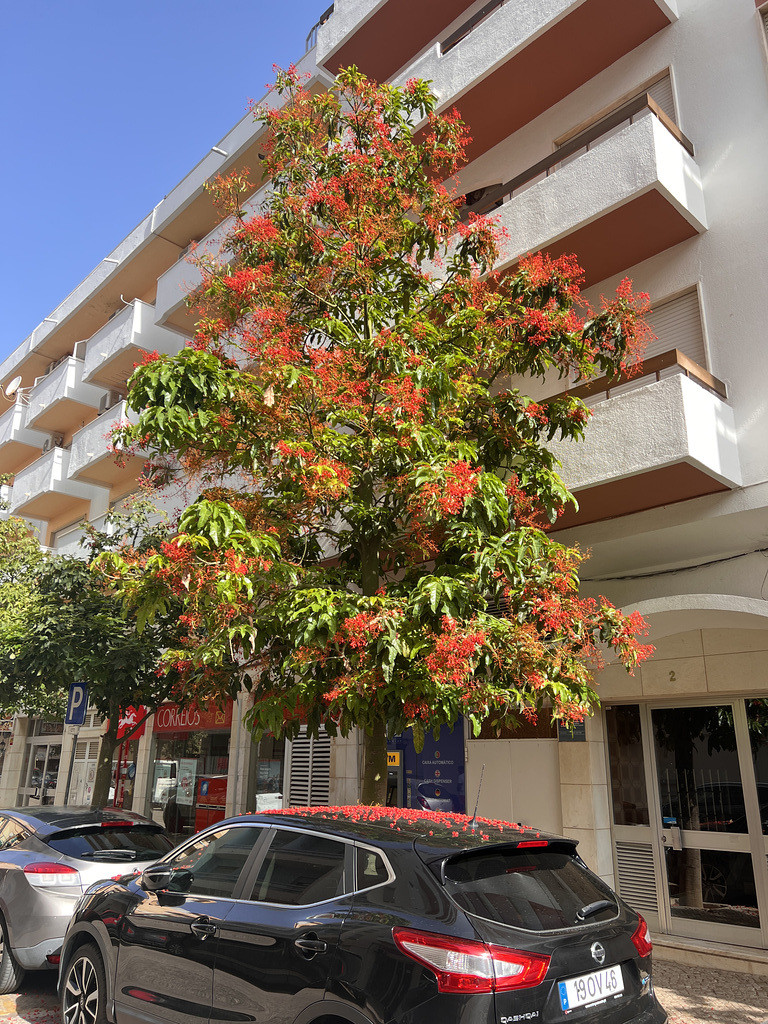 Brachychiton acerifolius, Illawara flame tree
