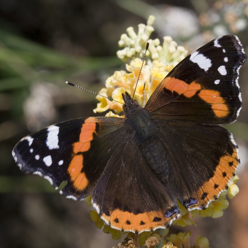 Red Admiral 1