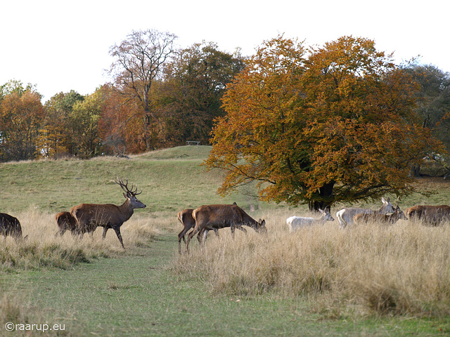 Dyrehaven, Copenhagen, 28.10.2012