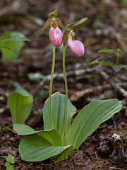 Cypripedium acaule (Pink Lady's-slipper orchid)