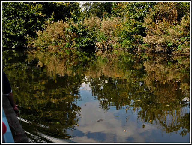 Reflets au marais Audomarois (62)