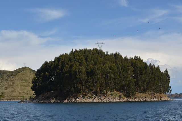 Bolivia, Titicaca Lake, Eucalyptus Grove on the Island of Chelleca