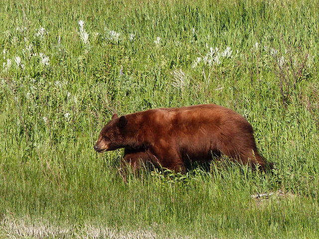 Cinnamon Black Bear