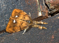 Moth IMG_1759