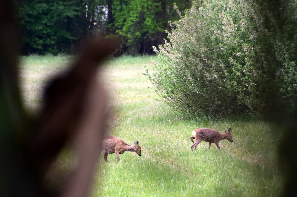 Rehe - fotografiert aus sicherer Deckung