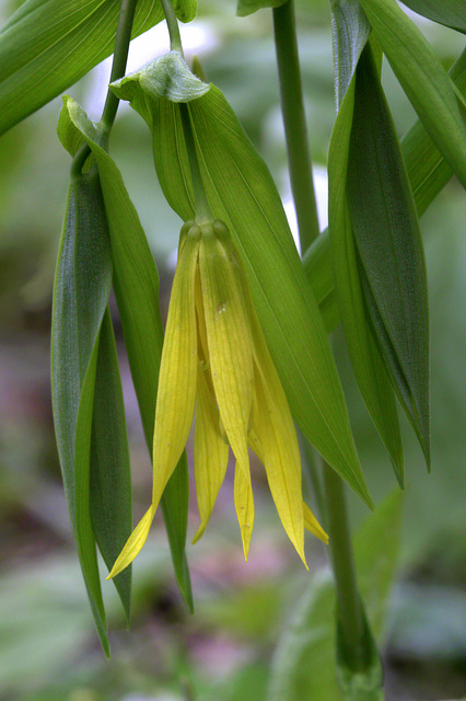 Large-flowered Bellwort Large-flowered Bellwort