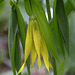 Large-flowered Bellwort