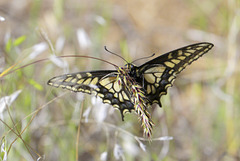 Pale Swallowtail