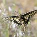 Pale Swallowtail