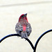 This male House Finch is cautious,