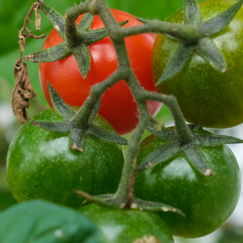 carré potager : le temps des cerises