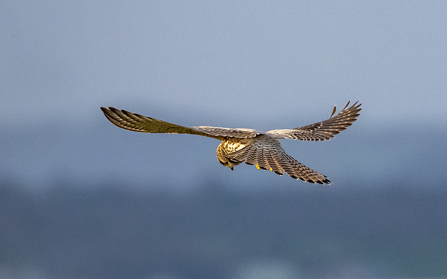 Kestrel