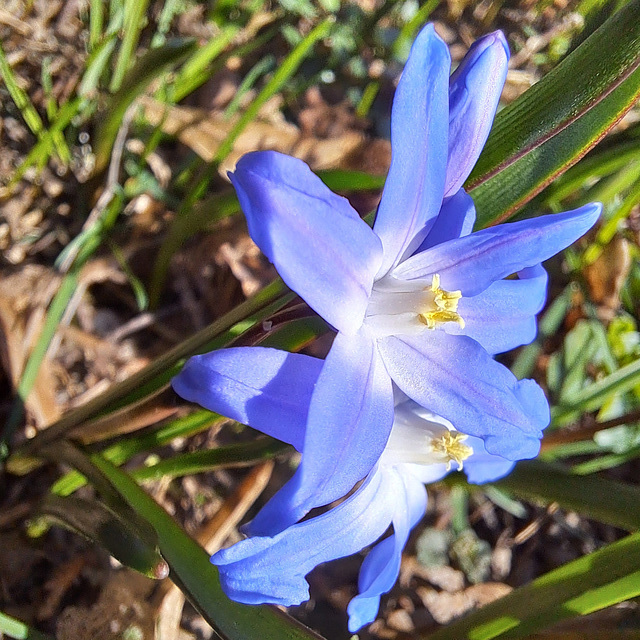 Sternhyazinthe (Chionodoxa); auch Schneeglanz, Schneestolz