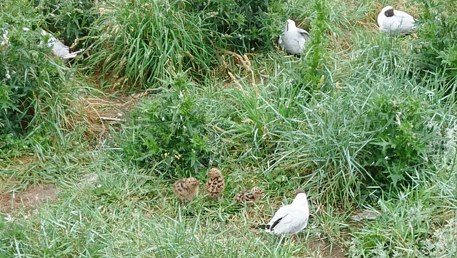 Junge Möwen am Eidersperrwerk