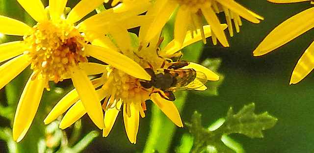 20230716 2069CPw [D~LIP] Jakobs-Greiskraut, Kleine Mistbiene (Syritta pipiens), Bad Salzuflen