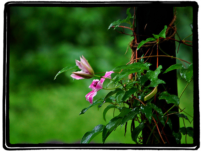 Clematis