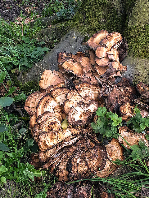 20150909 191355Hw [D~LIP] Riesenporling (Meripilus giganteus), Landschaftsgarten, Bad Sazluflen