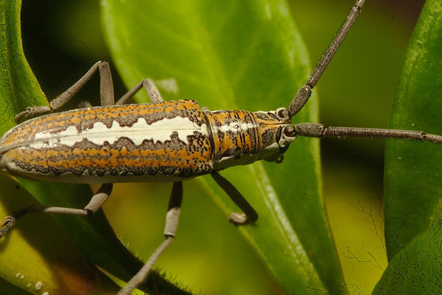 IMG 9114longhornbeetle