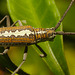 IMG 9114longhornbeetle