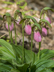 Cypripedium acaule (Pink Lady's-slipper orchid)