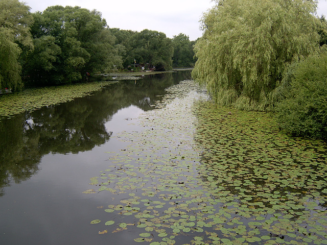 Wilhelmsburger Dove Elbe