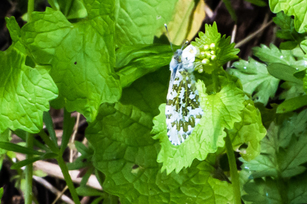 Orange Tip - DSB 0099