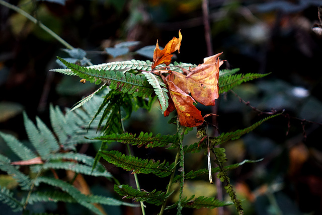 Leaf and Ferns