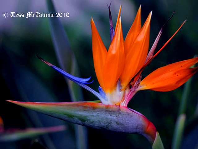 Strelitzia reginae AKA Bird of Paradise  1483