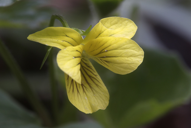 Yellow Violet Yellow Violet