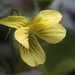 Yellow Violet