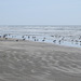 Day 4, Laughing Gulls & Willets, Mustang Island State Park