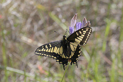 Pale Swallowtail