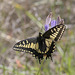 Pale Swallowtail